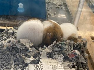 はむショット📷✨