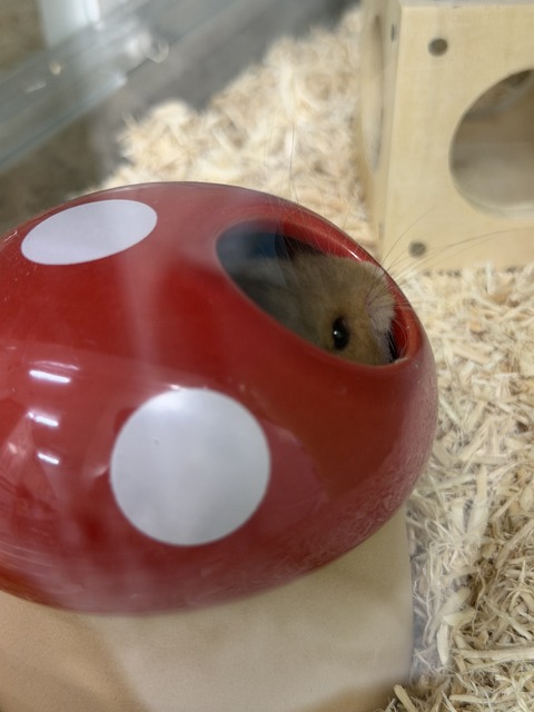 新入りめちゃかわハムズ🐹