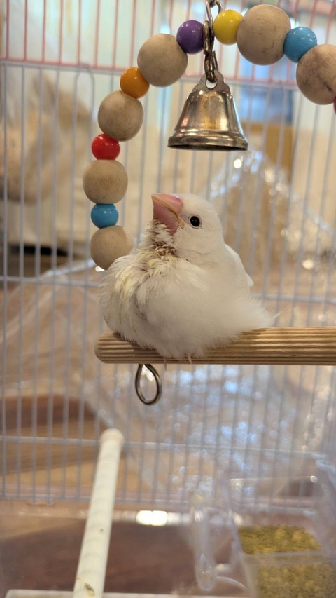 激カワ文鳥♡