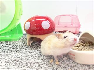 ジャンガリアンハムスター　プディング🍮