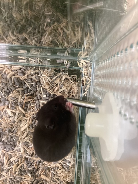 ハムスター🐹