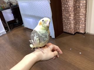 オカメインコさんの成長！