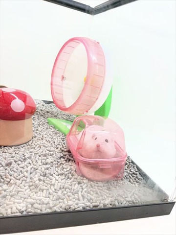 ジャンガリアンハムスターパールホワイト