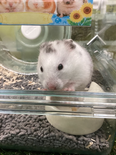 ダルメシアンさん