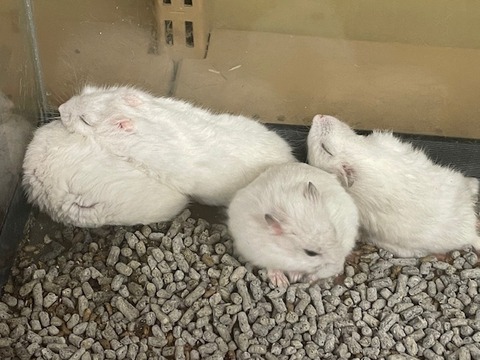 ジャンガリアンハムスター　パールホワイト