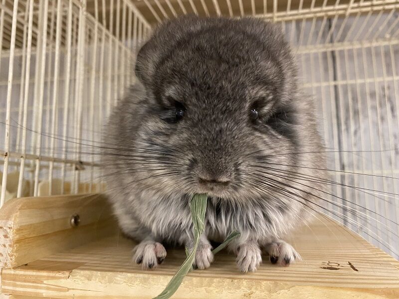 アンゴラチンチラ 小動物専門店nature S