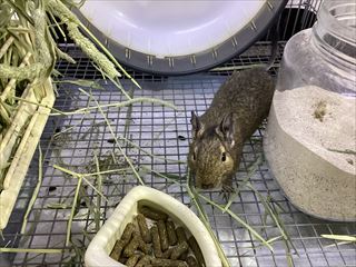 大きくなったデグーさん！！