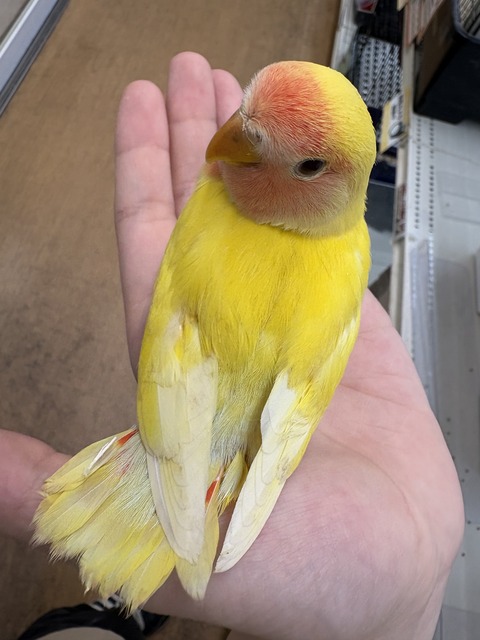 ☆小桜インコさんのご紹介☆