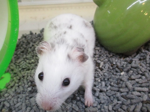 ダルメシアンカラーハムスター🐹