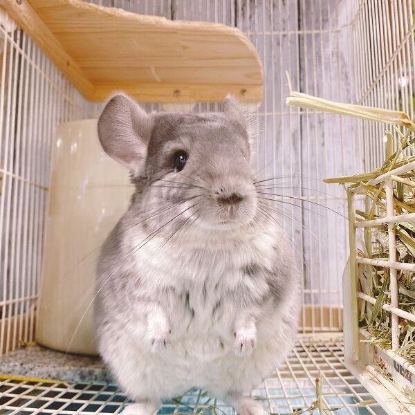 チンチラ白haco deco様作品