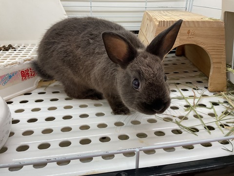 ネザーランドドワーフラビット