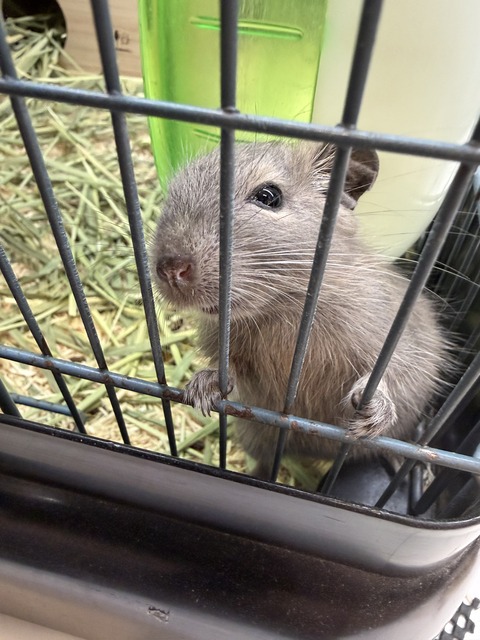 デグー