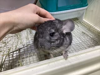 ふわふわもこもこさん！