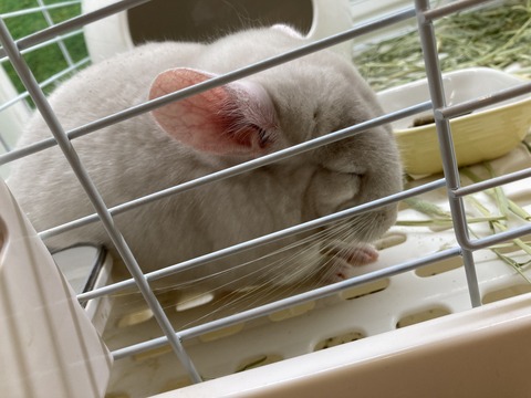 チンチラ（シナモン）