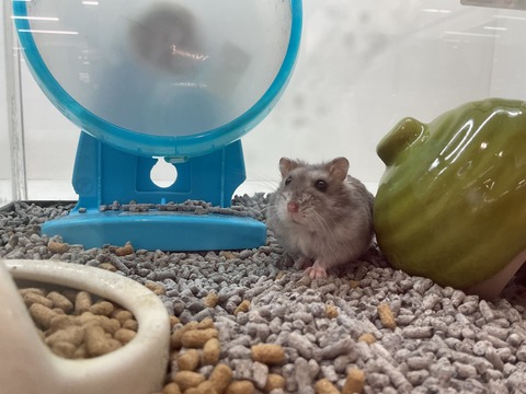 まるで大福！？回し車ではみ出す「ふわふわお腹」がたまらない