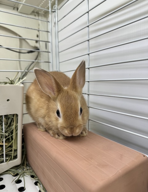 ☆うさぎさんのご紹介☆