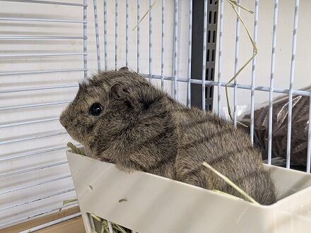 今週の小動物さん！！