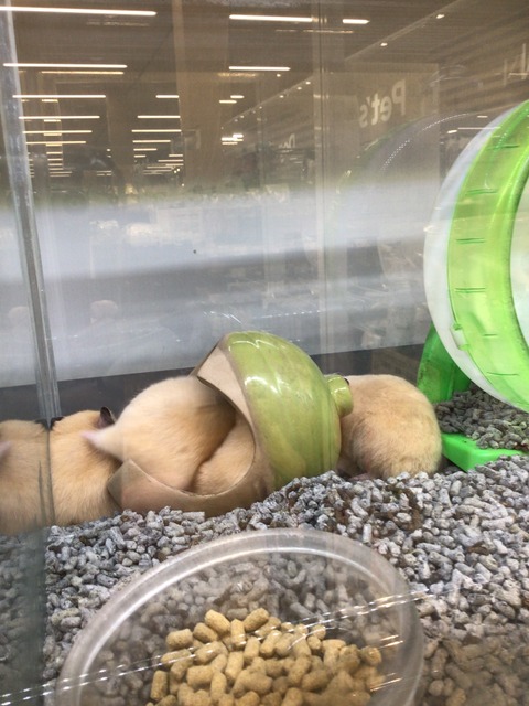 キンクマハムスター