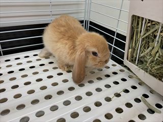 ロップイヤーラビット