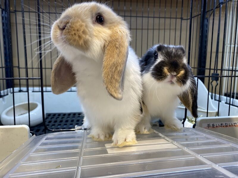 ロップイヤーラビット 小動物専門店nature S ロップイヤーラビット 小動物専門店nature S