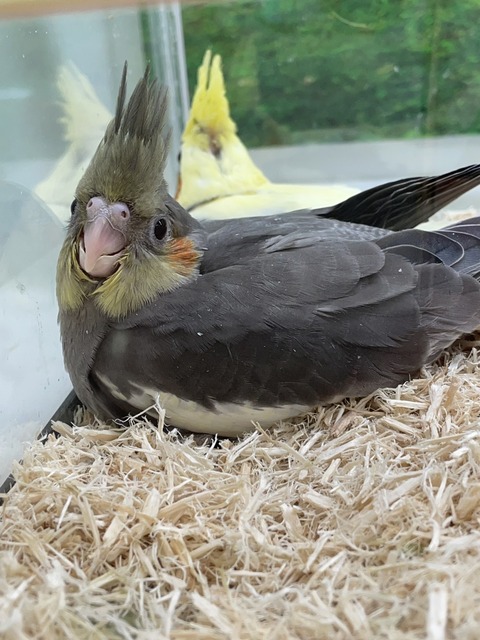 新しく仲間入りしました😃