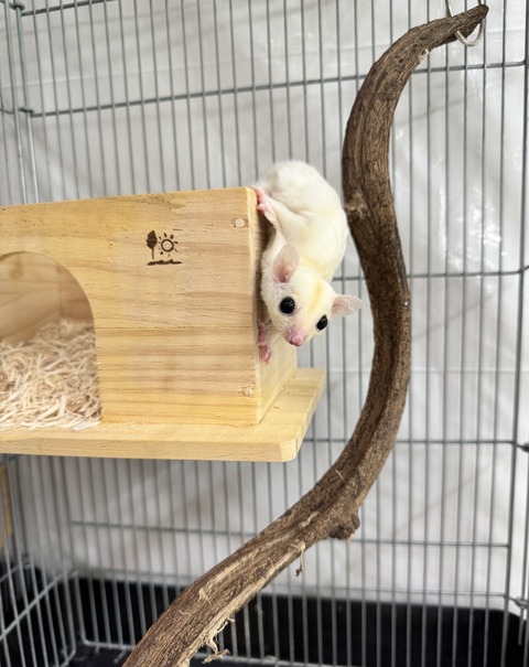 ☆フクロモモンガのご紹介☆