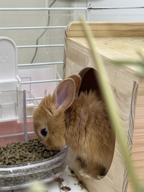 ☆うさぎさんのご紹介☆