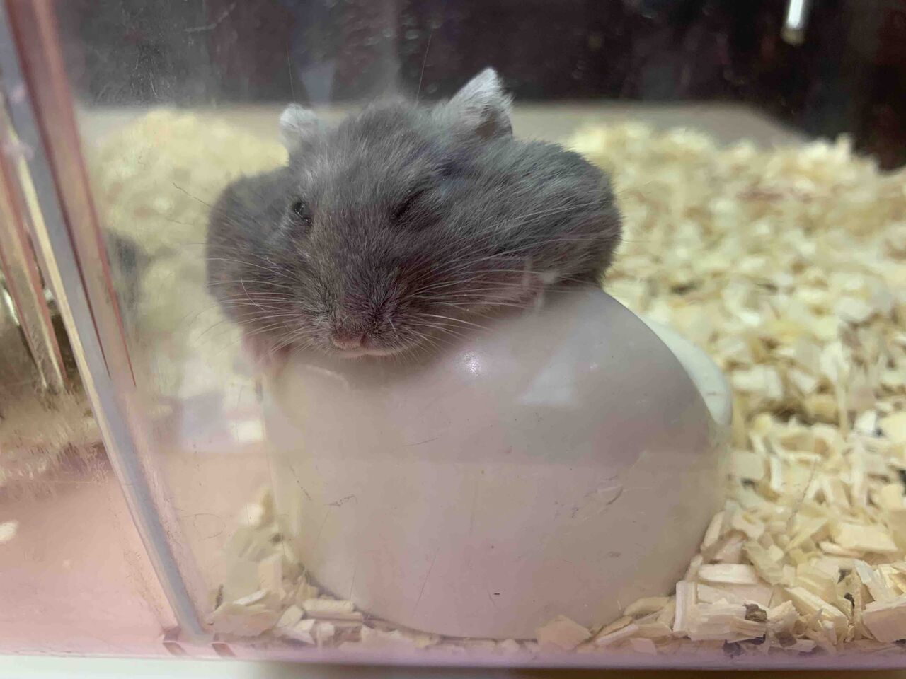寝顔 小動物専門店nature S