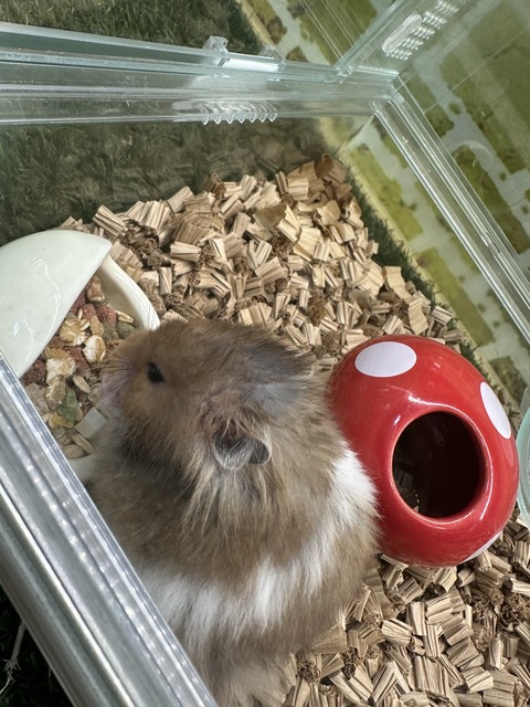 ハムスター🐹