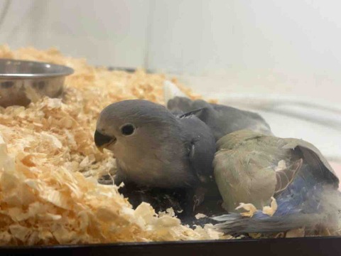 小桜インコ