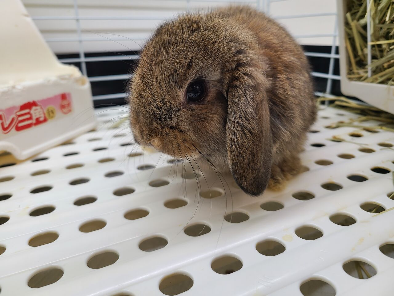 ロップイヤーラビットさん : 小動物専門店NATURE'S