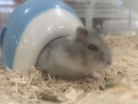 おやすみたいむ🐹