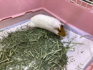 新入荷のモルモットさんが来ました！！