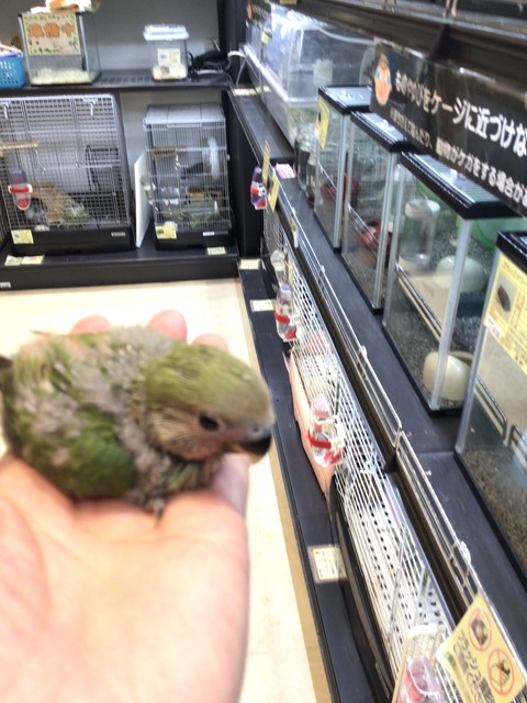 小桜インコヒナ