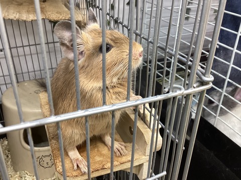 デグーさん