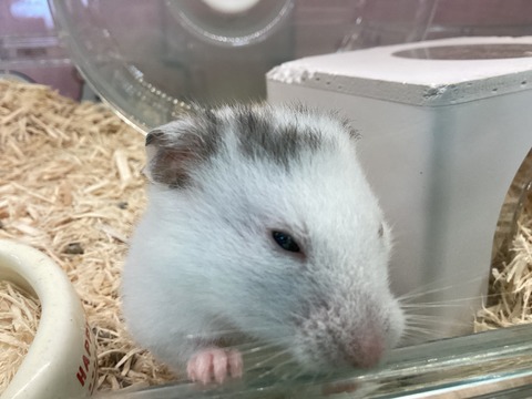 ハムスターちゃん🐹