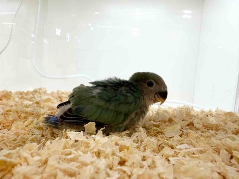 コザクラインコ🐤