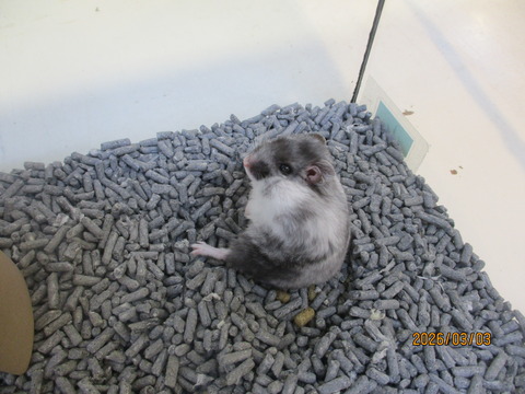 パンダドワーフハムスター🐼