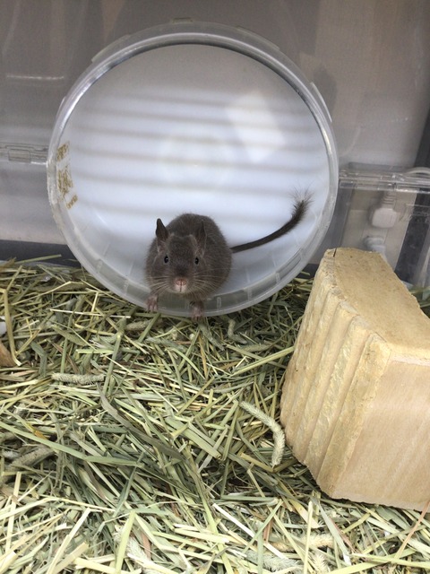 デグーマウス