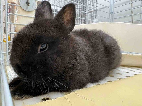 ネザーランドドワーフ🐰