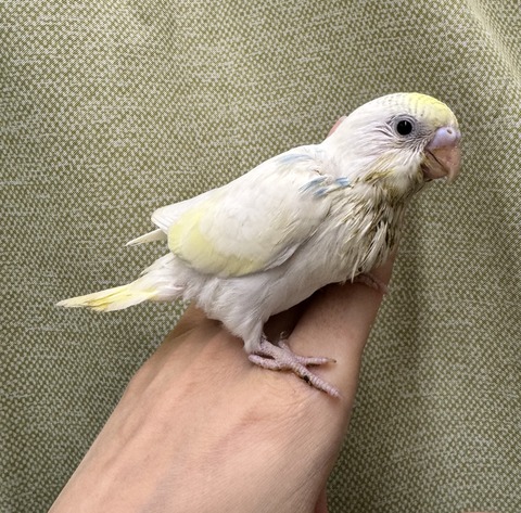 ☆可愛いセキセイインコさんのご紹介☆