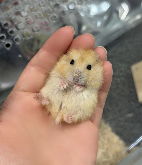 新しい子🐹