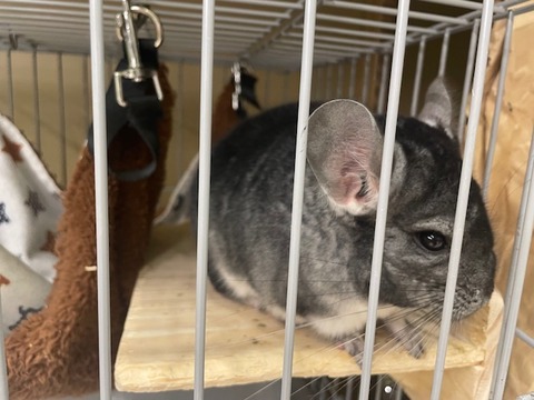 チンチラ　グレー