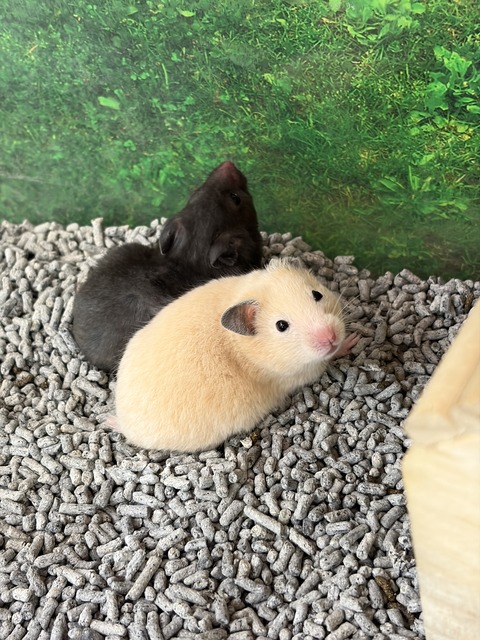 キンクマハムスター