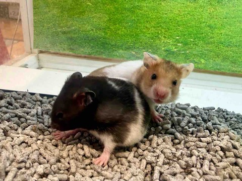 ハムスター🐹