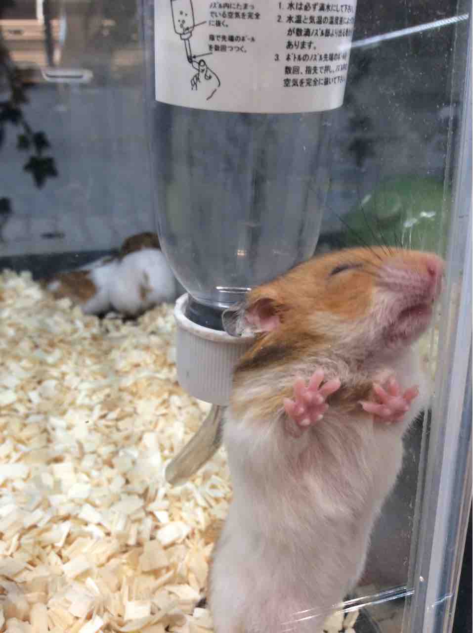 ゴールデンハムスター 小動物専門店nature S