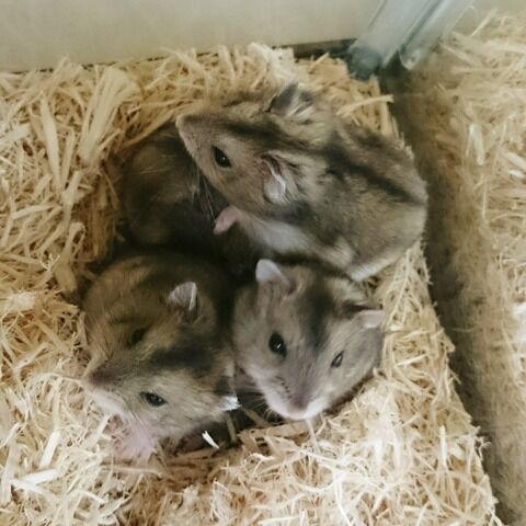 ハムスター🐹 : 小動物専門店NATURE'S