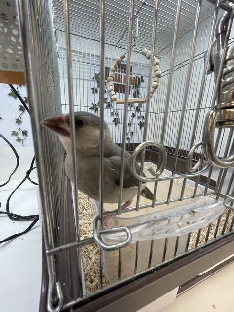 甘えん坊な鳥さん😊