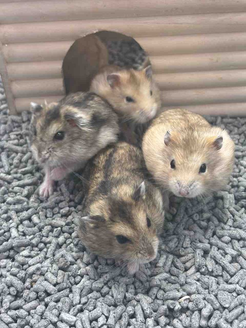 ジャンガリアンハムスター プディング