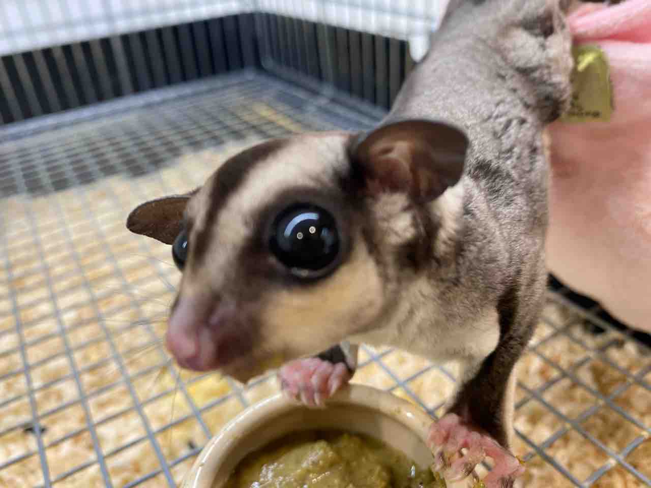 フクロモモンガ！ : 小動物専門店NATURE'S